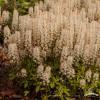tiarella spring symphony 79878 1