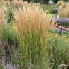 trzcinnik overdam calamagrostis acutiflora overdam