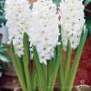 white hiacynt
