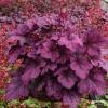 wild rose heuchera 73079 2