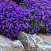 zagwin ogrodowy hamburger stadtpark aubrieta cultorum