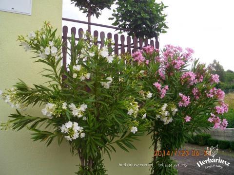 Oleander pospolity - Mix kolor 26