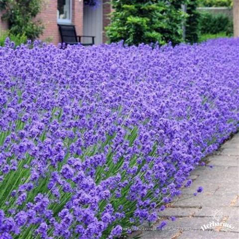 Lawenda wąskolistna Blue Scent Early