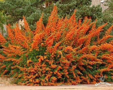 Ognik szkarłatny Golden Hornet - Pomarańczowy - Pyracantha 