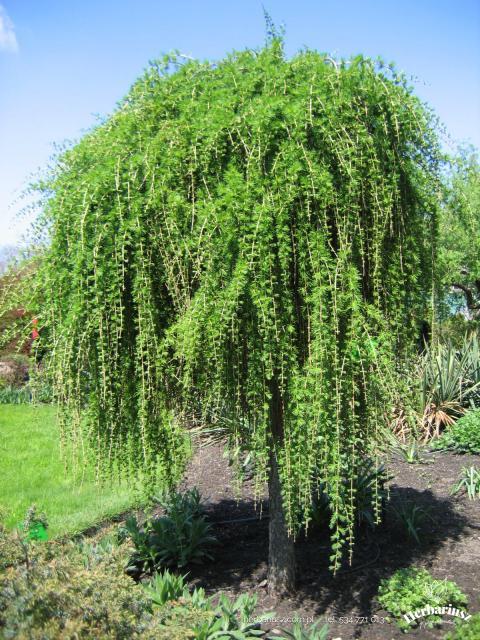 Modrzew europejski Pendula - Szczepiony 200cm