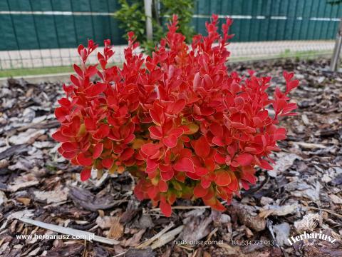 Berberys thunberga Orange Ice 