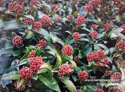 Skimmia japońska Rubella 26