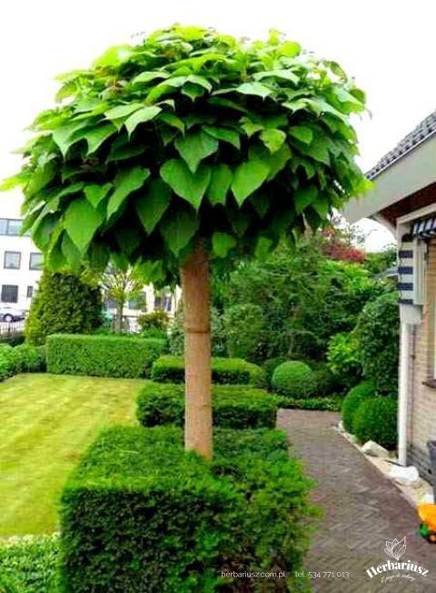 Katalpa Surmia Bignoniowa Nana - Szczepiona 200cm Pień 10-12cm