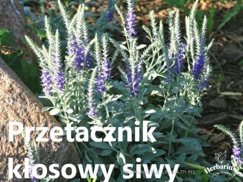 Przetacznik kłosowy Siwy
