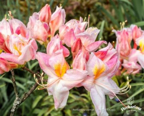 Azalia wielkokwiatowa Rhododendron Cannons Double