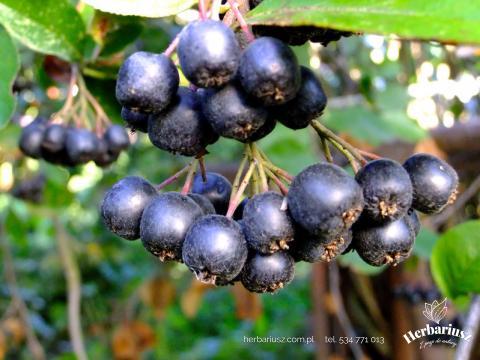 Aronia Galicjanka