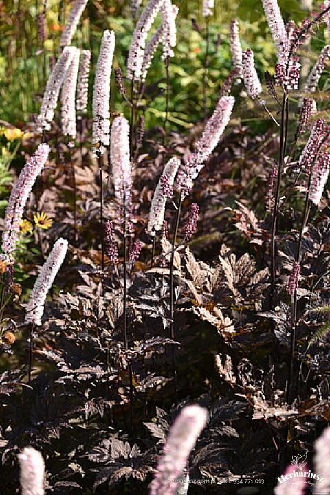 Świecznica prosta Pluskwica Pink Spike
