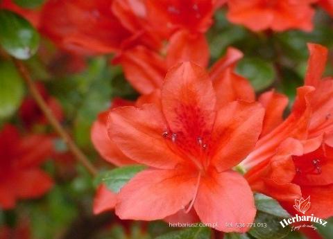 Azalia japońska Rhododendron Addy Wery