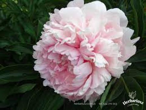 Piwonie chińskie Paeonia - odmiany - grupa 2