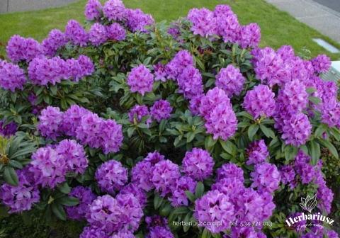  Rhododendron Różanecznik Anah Kruschke - Wysoki 26