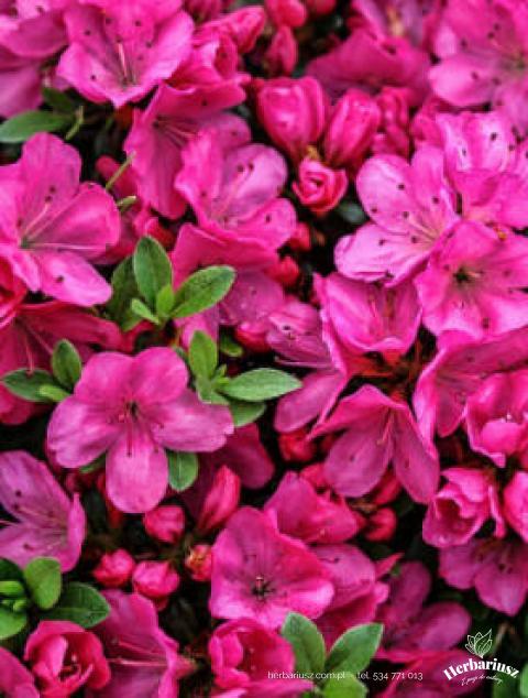 Azalia japońska Rhododendron Anne Frank
