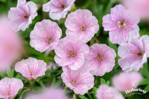 Bodziszek czerwony Geranium Apfelblüte