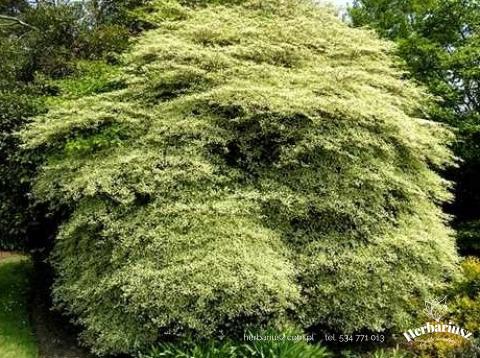 Dereń skrętolistny Argentea - Cornus alternifolia