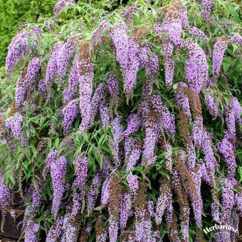 Budleja Wisteria Line - Wysoka 26