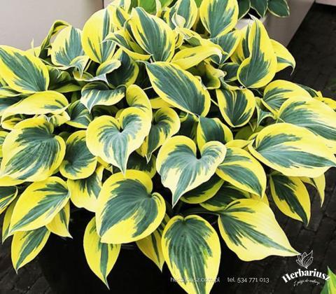 Hosta Funkia Ben Vernooy