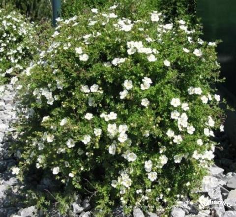 Pięciornik Snowbird Biały - Potentilla fruticosa