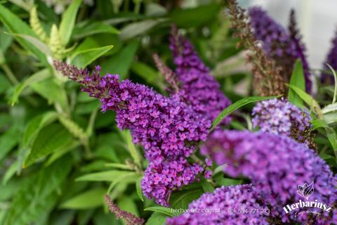 Budleja Davida Butterfly Candy Little Purple - Niska 26