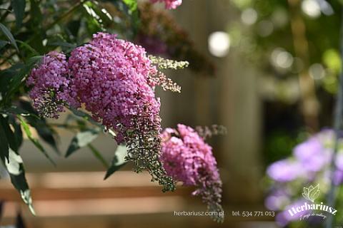 Budleja Dawida Pink Cascade - Wysoka 