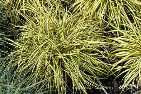 Turzyca oszimska zwisająca Evergold - Carex oshimensis