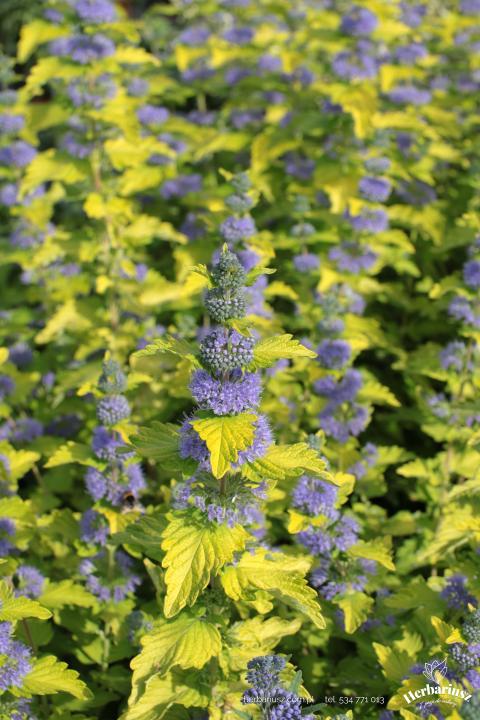 Barbula klandońska Hint of Gold - Caryopteris 