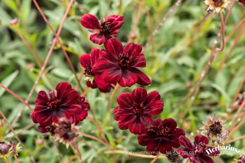 Kosmos czekoladowy Cosmos atrosanguineus Chocamocha 