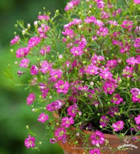  Gipsówka wiechowata Deep Rose 26