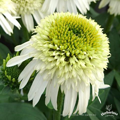 Jeżówka Echinacea Delicious Nougat - Wysoka 26