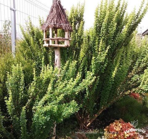 Berberys thunberga Erecta 26