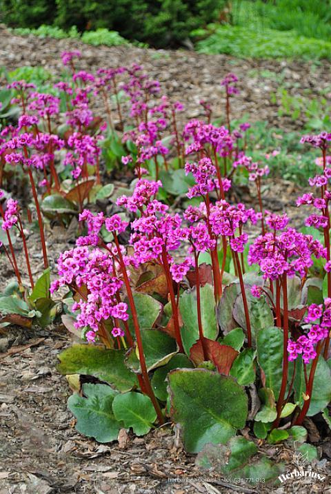 Bergenia sercowata Eroica 26
