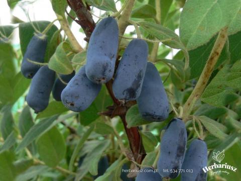 Jagoda kamczacka Wojtek - Lonicera caerulea 26