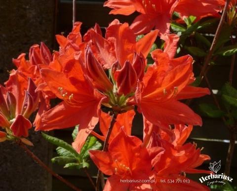 Azalia wielkokwiatowa Rhododendron Fireball 26