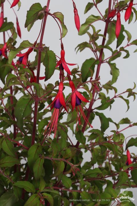 Fuksja magellańska Gracilis - Mrozoodporna - Fuchsia magellanica