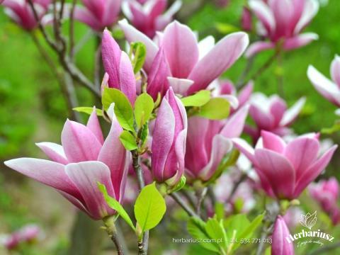 Magnolia George Henry Kern - Kolumnowa 26