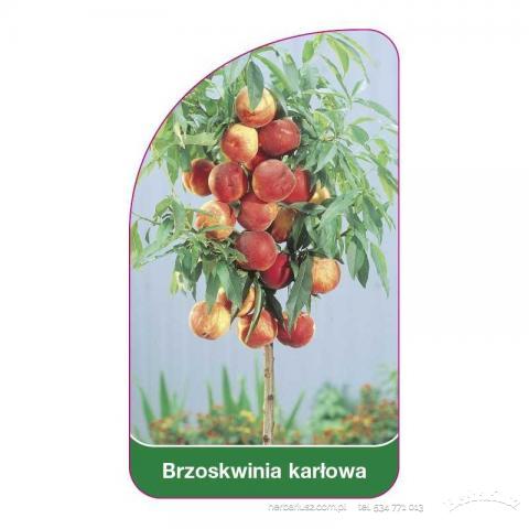  Brzoskwinia Honey Gold MINI Karłowa