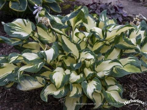Hosta Funkia Hans