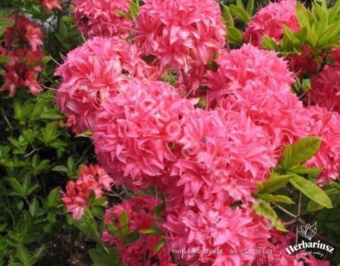 Azalia wielkokwiatowa Rhododendron Hombush 26