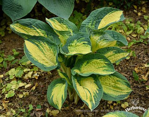 Hosta Funkia Great Expectation 26