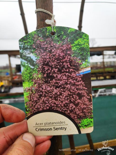 Klon pospolity Crimson Sentry - Szczepiony u dołu 200cm 