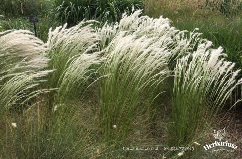 Ostnica Peruwiańska Ichu -  Stipa ichu