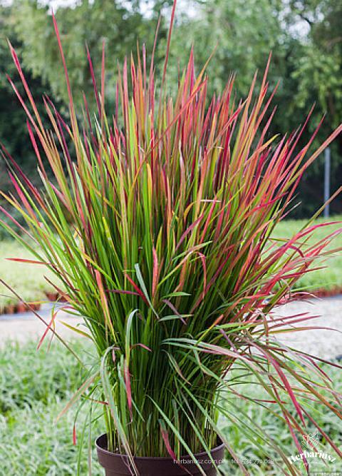 Imperata Cylindryczna Red Baron - Imperata cylindrica 