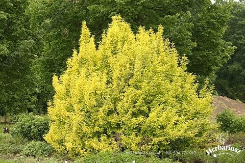 Pęcherznica kalinolistna Luteus - Physocarpus opulifolius
