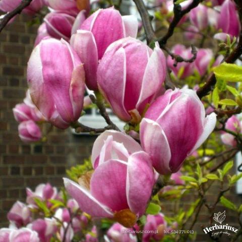 Magnolia LENNiE- Okrągłe kielichy