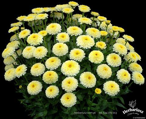 Złocień Margaretka Jastrun Luna -  Leucanthemum vulgare 