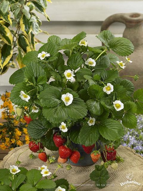 Truskawka powtarzająca kępiasta Fragaria Loran White