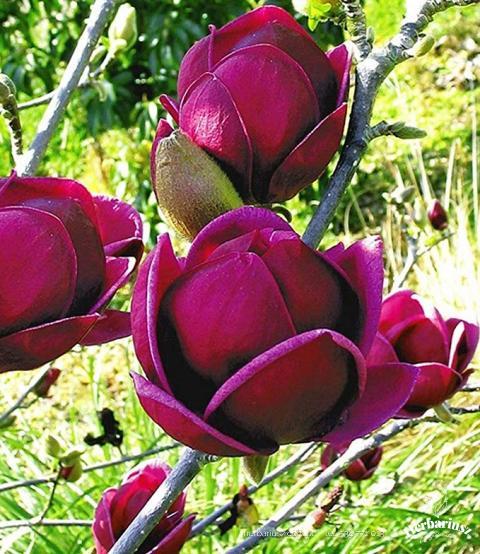 Magnolia Gennie - Powtarzające kwitnienie